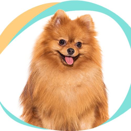 Сайт и фирменный стиль для студии «ШерстиКом»